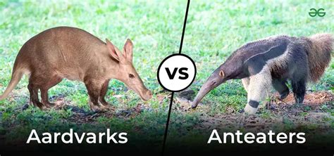 Discover the Surprising Similarities Between Aardvark and Anteater: Nature's Unique Duo
