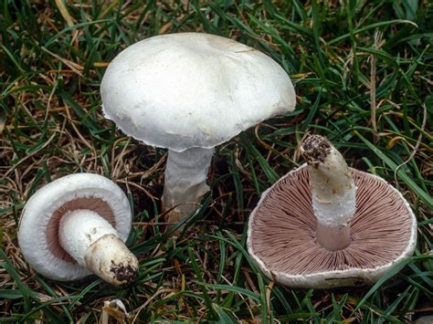Discover the Health Benefits of Agaricus Campestris