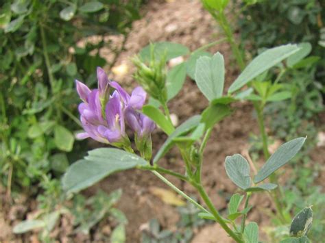 Alfalfa Medicago: Health Benefits Uncovered