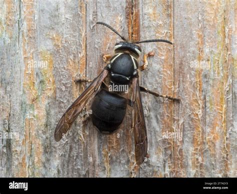 Bald Faced Hornet: Surprising Facts About This Mighty Insect