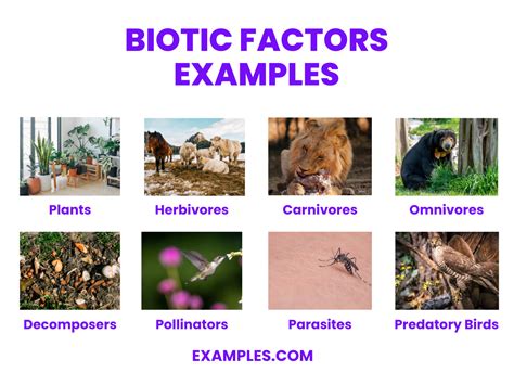 Discover Compelling Biotic Factors Examples: Nature's Living Dynamics Unveiled