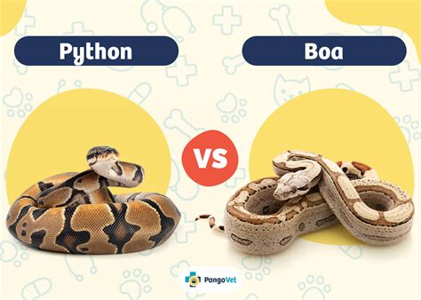 Boa vs Python: Ultimate Snake Showdown