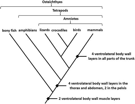 Cladogram Purpose and Structure Explained