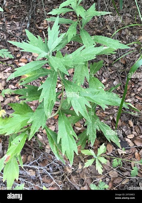 Discover California Mugwort Benefits for Health and Wellness