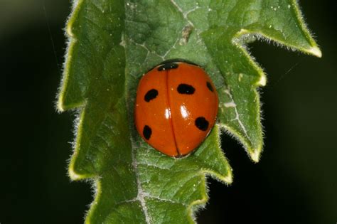 Discover Secrets of Coccinellida Septempunctata Beetles