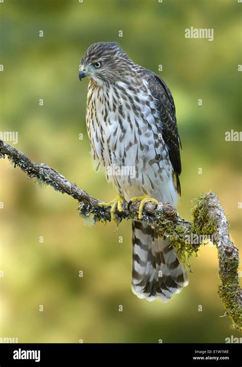 Cooper's Hawk: Accipiter Cooperii Mystery Unveiled