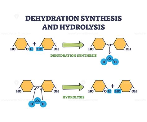 Dehydration Synthesis Definition Uncovered Simply