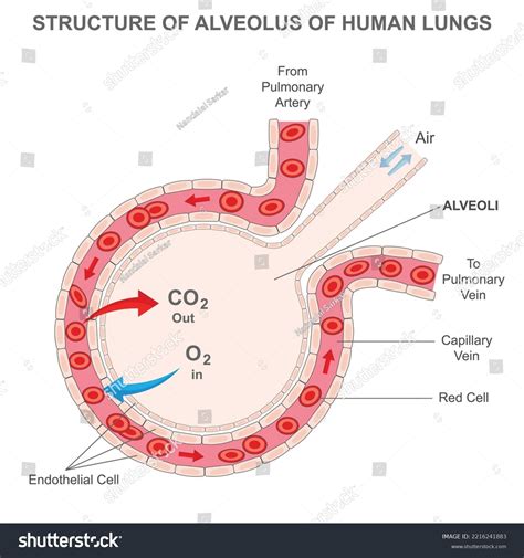 Diagram Insights: Alveolus and Capillary Physiology