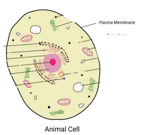Do Animals Have Cell Walls? Explore the Mystery