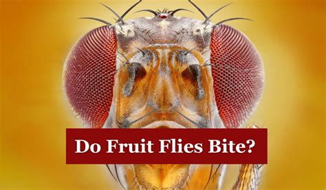 Do Fruit Flies Bite: Uncovering the Truth Behind Annoying Pests