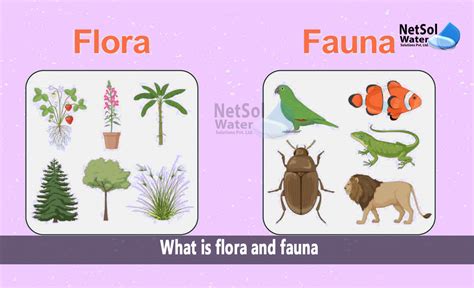 Unveiling the Enigma: Flora Fauna Meaning Explained