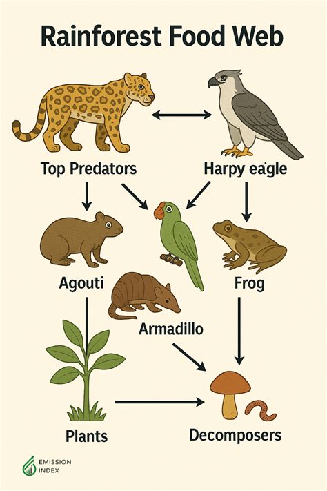 Tropical Rainforest Food Web Example Explained