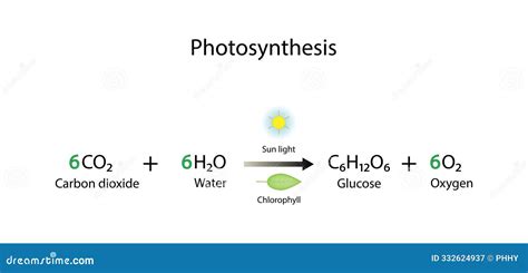 Photosynthesis Formula Unveiled: Essential Science