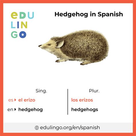 Discover the Surprising Spanish Word for Hedgehog: A Fun Language Insight