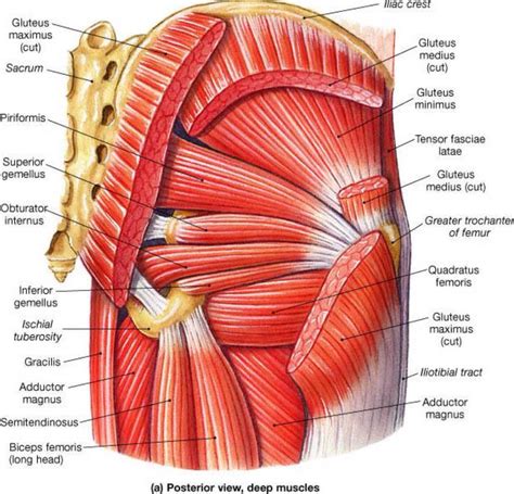 Discover the Intricacies of Hip Muscle Anatomy for Enhanced Mobility
