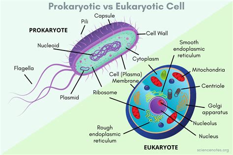 Prokaryotic vs Eukaryotic Cells: Surprising Similarities You Should Know