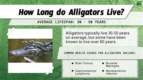 How Long Can Alligators Live Unraveled: Surprising Lifespan Secrets