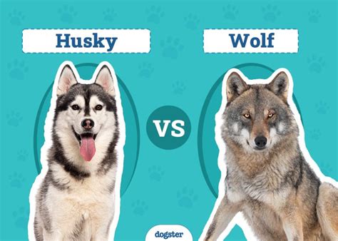 Husky vs Wolf Dog: Ultimate Breed Showdown