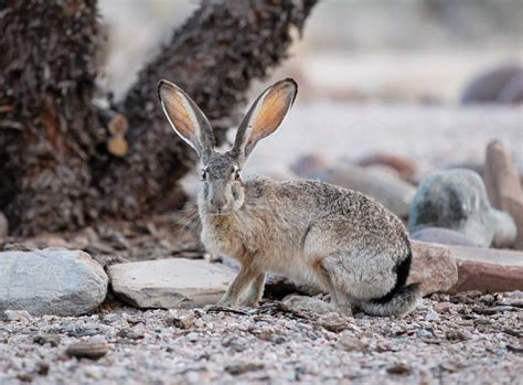 Discover the Elusive Lepus californicus: Nature's Hidden Gem