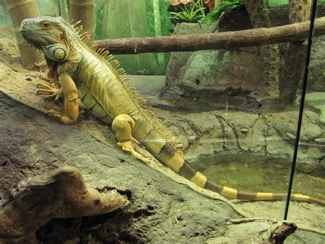 Discover Green Iguana Lifespan Secrets