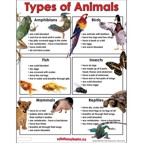 Discover Four Universal Animal Characteristics