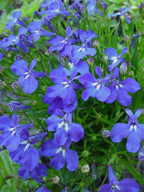 Discover Lobelia Erinis: Your Ultimate Guide to Perfecting Pollinator Gardens