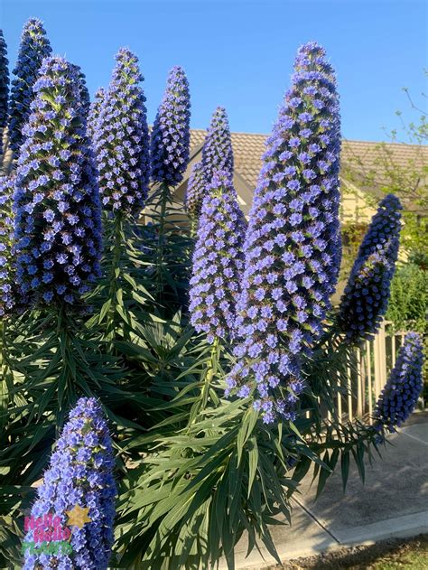 Madeira Echium Candidans: Rare Island Treasure