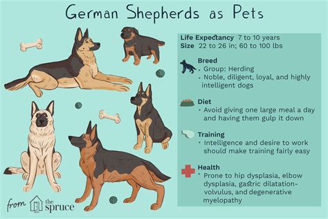Main Health Concerns With German Shepards