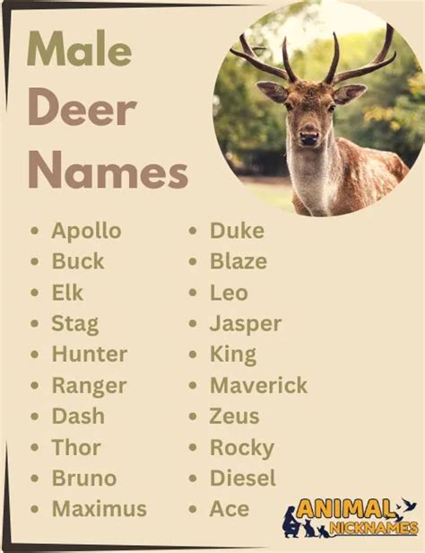 Top Male Deer Name Secrets Revealed!