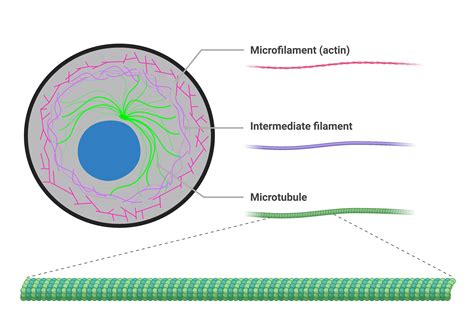 Microfilaments vs Microtubules: Unraveling Cell Structure Mysteries