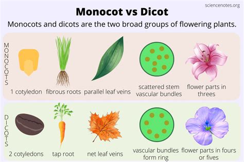 Monocot vs Dicot Showdown: Key Differences You Need to Know