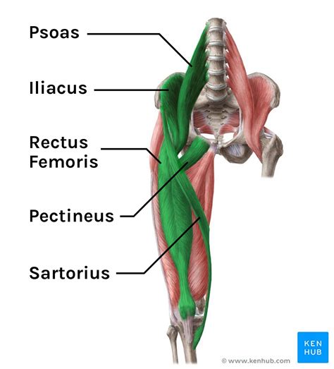 Discover the Key Muscles of the Hip: Essential Insights for Fitness Enthusiasts