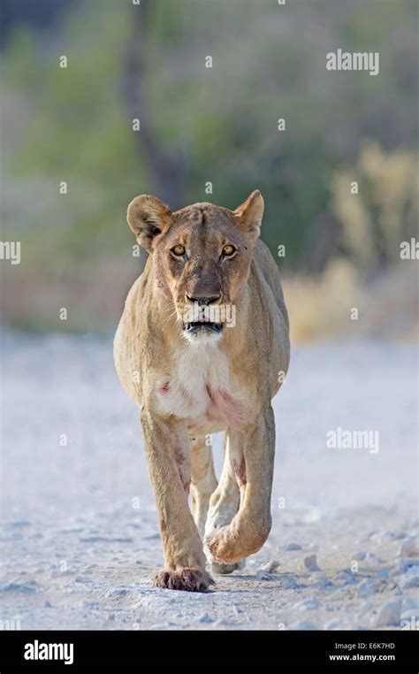 Namibia Adult Chat: Explore Safe Online Conversations