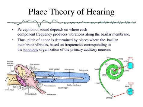 Unlocking the Mysteries of Place Theory of Hearing: What You Need to Know