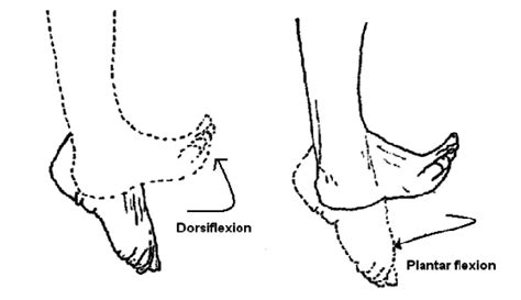 Plantar vs Dorsiflexion: Key Foot Movements Explained