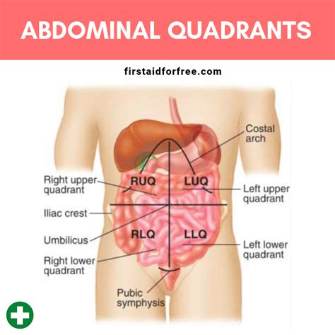 Abdomen Quadrants: Secrets Revealed
