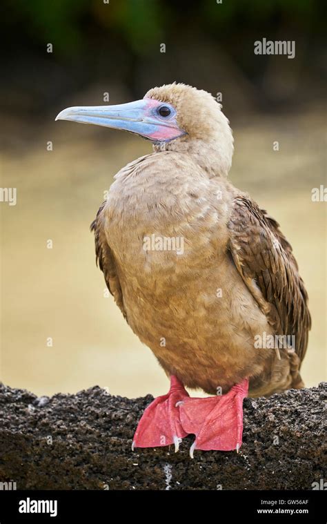 Red Footed Booby Sula Sula Secrets Revealed
