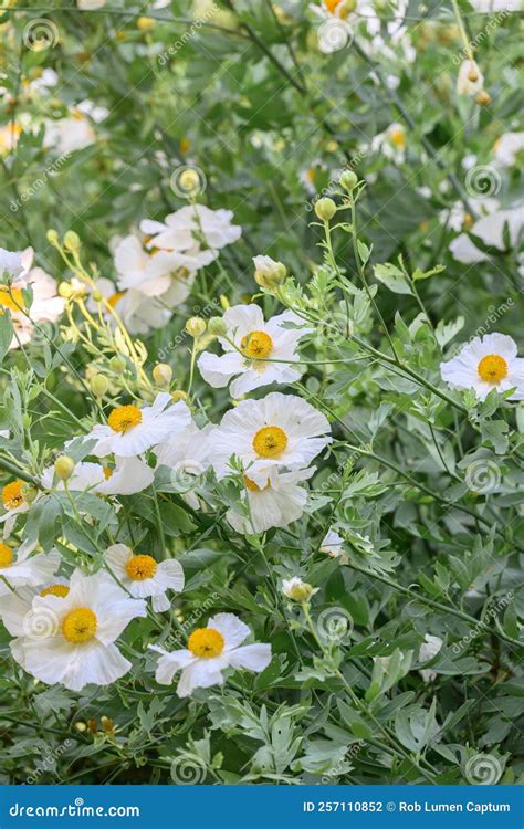 Discover the Stunning Romneya Coulteri: Nature's Hidden Gem