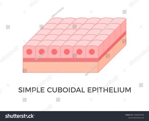 Simple Cuboidal Epithelial Tissue: Unveil Its Hidden Secrets
