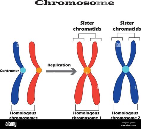 Sister Chromatids vs Homologous Chromosomes Explained