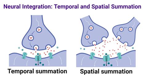 Spatial vs Temporal Summation: Key Brain Insights
