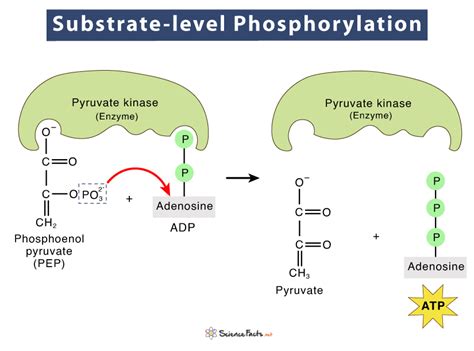 Unlock Substrate Level Phosphorylation Secrets Now!