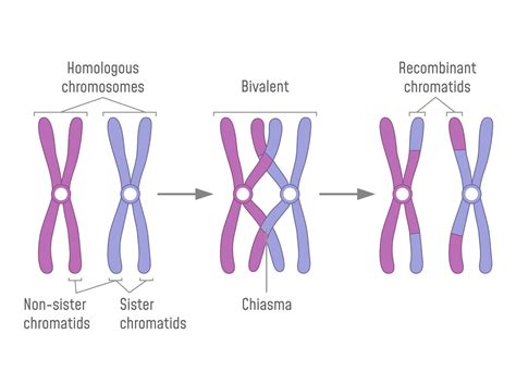 Synapsis occurs during prophase I.