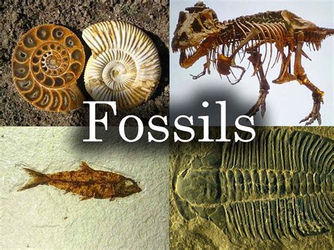 Discover All Types of Fossils Revealed!