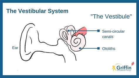 Vestibular Sense Psychology: Key Definition Unveiled