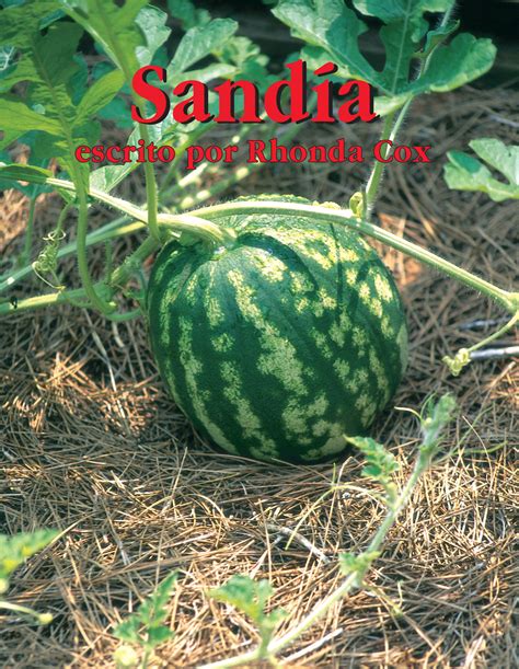 Watermelon in Spanish: Easy 5-Word Translation