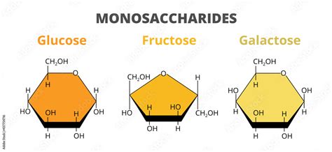 Unveiling the Building Blocks: What Are the Monomers of Carbohydrates