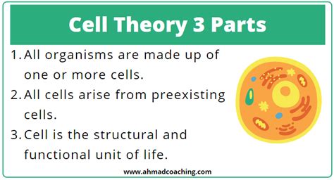 Three Core Cell Theory Components Explained