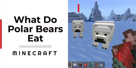 What Do Polar Bears In Minecraft Eat
