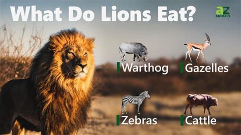 What Lion Eats: Uncover Their Wild Diet Secrets